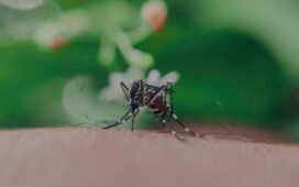 Muggen in je huis zijn verleden tijd