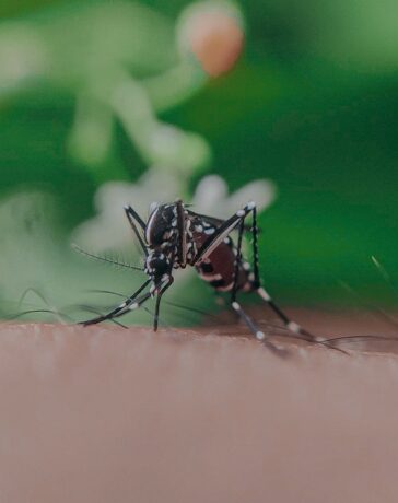 Muggen in je huis zijn verleden tijd
