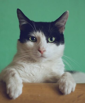 Een kat kopen? Dit moet je weten!