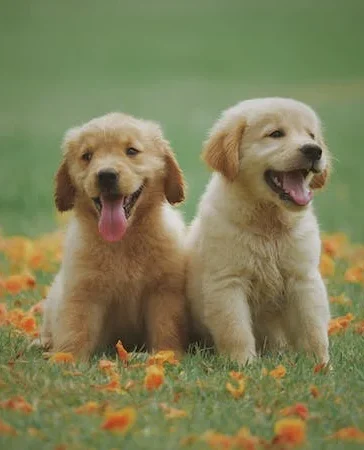 Vectra: De Ultieme Bescherming voor Jouw Trouwe Viervoeter